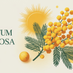 illustration parfum au mimosa branche soleil