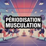 illustration periodisation musculation cycles progression