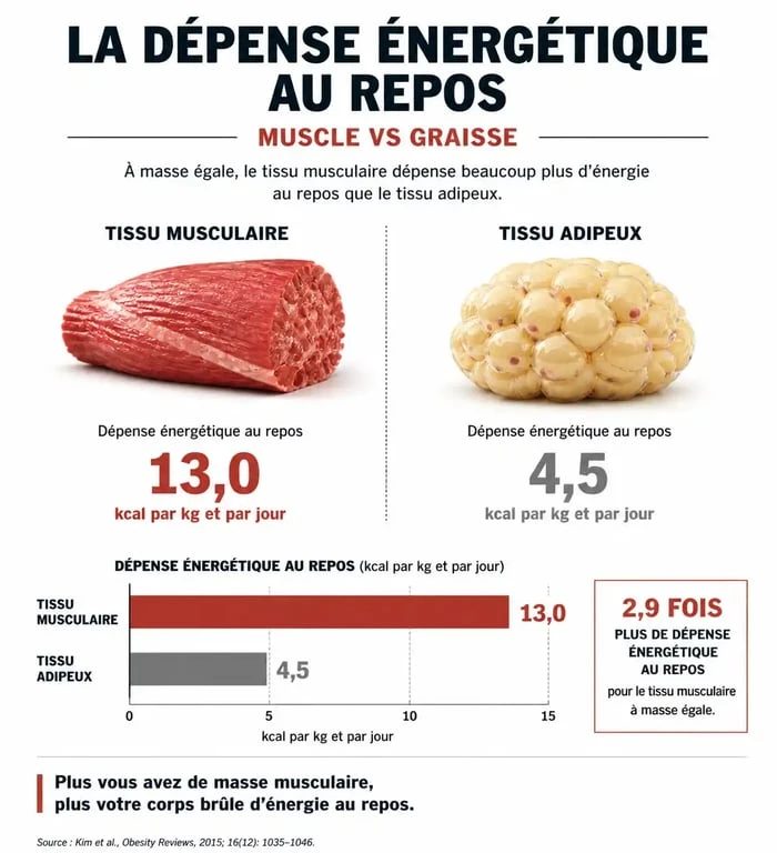 Infographie comparant le métabolisme du muscle et de la graisse pour la musculation